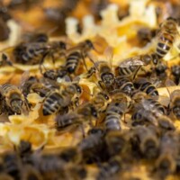 Wiesbaden, 22.04.2021, Honigbienen.