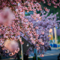 Oberwinter, 12.04.2025, Japanische Kirschblüten entlang der B9 in Oberwinter.