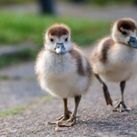 Zwei junge Nilgansküken im Kurpark Wiesbaden. Wetterfeature Hessen.